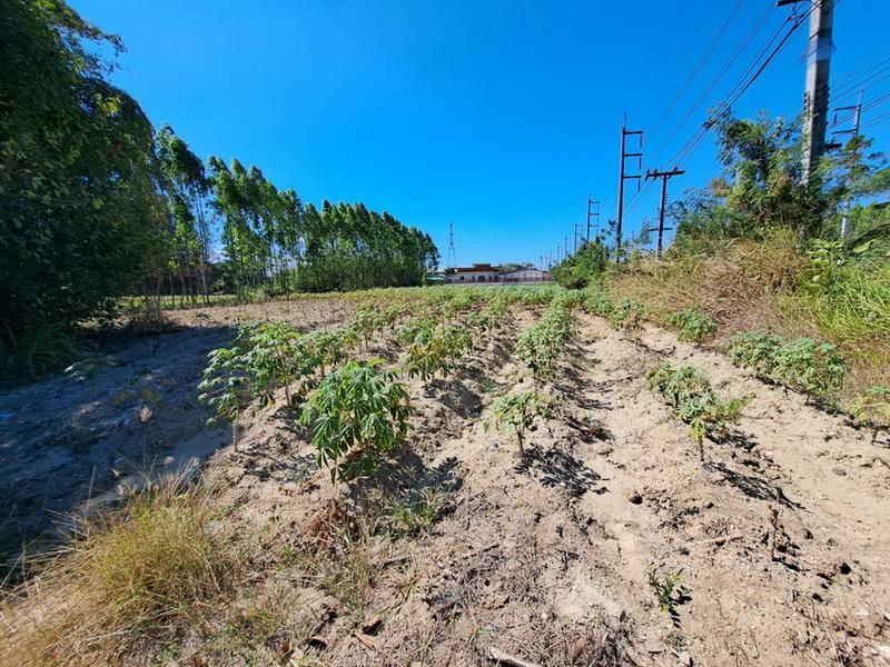ขายที่ดินบ่อทอง 6 ไร่ ติดถนนทางหลวง ใกล้สี่แยกหนองเสม็ดชลบุรี 3