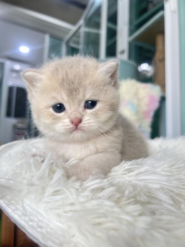 ดช.บริติช(น้องธาม) 2