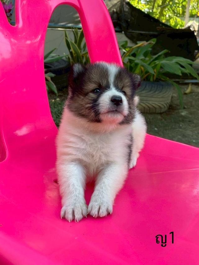 ลูกสนุัข พันธุ์บางแก้ว 15