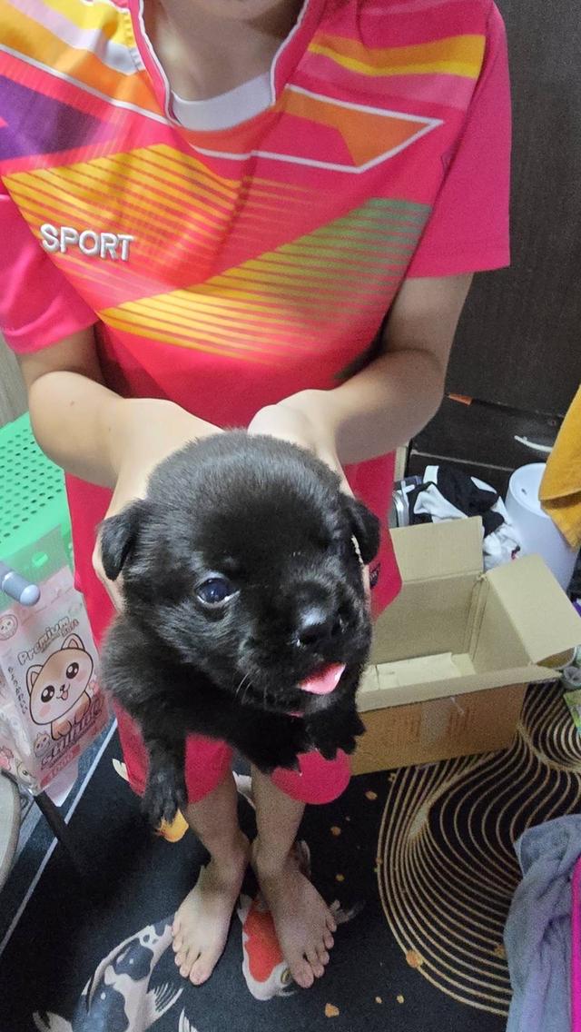 หมาคอนเชปด็อกอายุ1เดือน