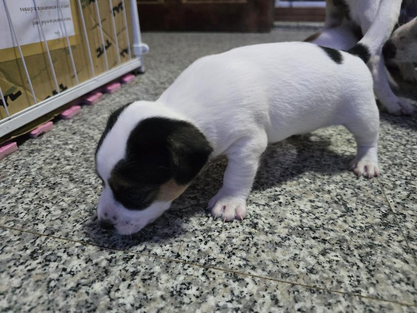 ลูกสนัข แจ็ครัสเซล