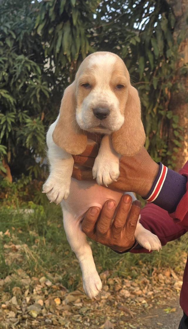 สุนัขบาสเซ็ตฮาวด์เพ็ดสมาคมเต็มใบ รูปที่ 13