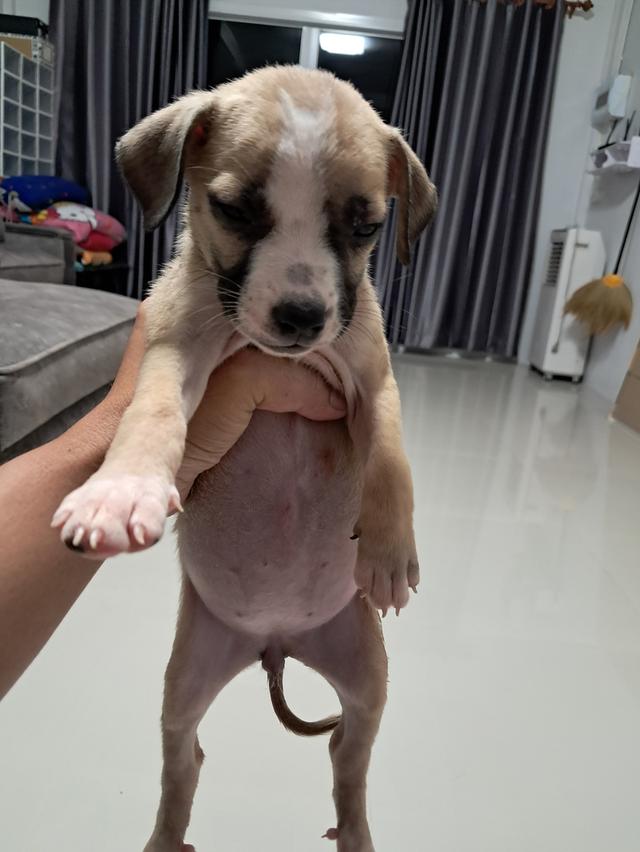 ลูกสุนัข 6