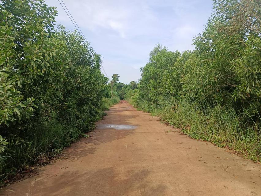 ขายที่ดินนนทรี 18 ไร่ ใกล้ถนนเส้นสุวรรณศร33-2กม. อ.กบินทร์บุรี ปราจีนบุรี 6