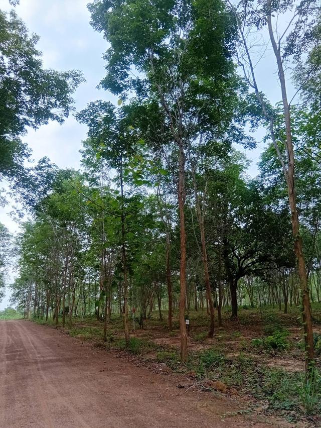 ที่ดินแปลงย่อยแบ่งขายจังหวัดหนองบัวลำภู ใกล้ศูนย์ราชการ วิวภูเขา น้ำไม่ท่วม ขนาด 100 ตารางวา+ 3
