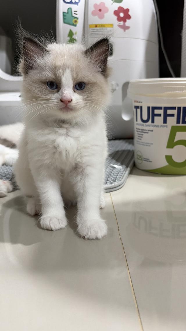น้องแมวสายพันธุ์ Ragdoll เพศผู้ น้องรักขี้อ้อน เป็นมิตรกับทุกคน รูปที่ 2