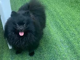 สุนัขปอมเมอเรเนียนสีดำ 1