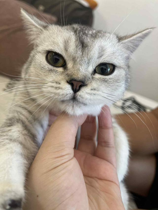 สาวสก็อต 9