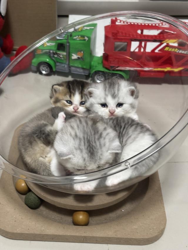 แมวบริติช British shorthair