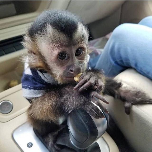 Amazing Capuchin Monkeys for Sale