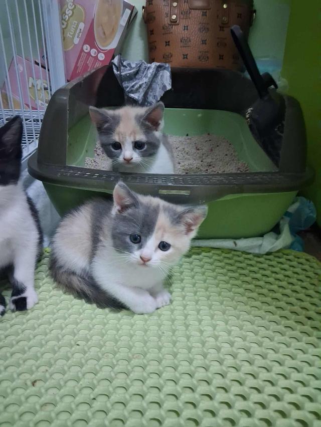 ลูกแมวบริติช 5