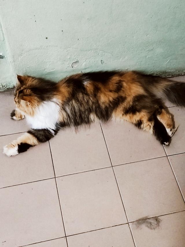 Persian big femail cats รูปที่ 5