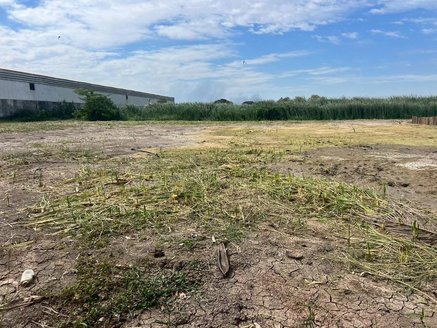 ที่ดินสวย 1-3-51 ไร่ ผังสีม่วงลาย ถนน 340 บางบัวทอง-สุพรรณบุรี บางบัวทอง นนทบุรี 4