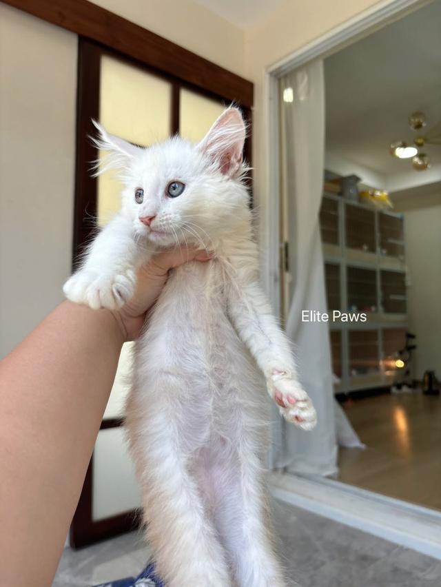 แมวMaine Coon เพศหญิง รูปที่ 4