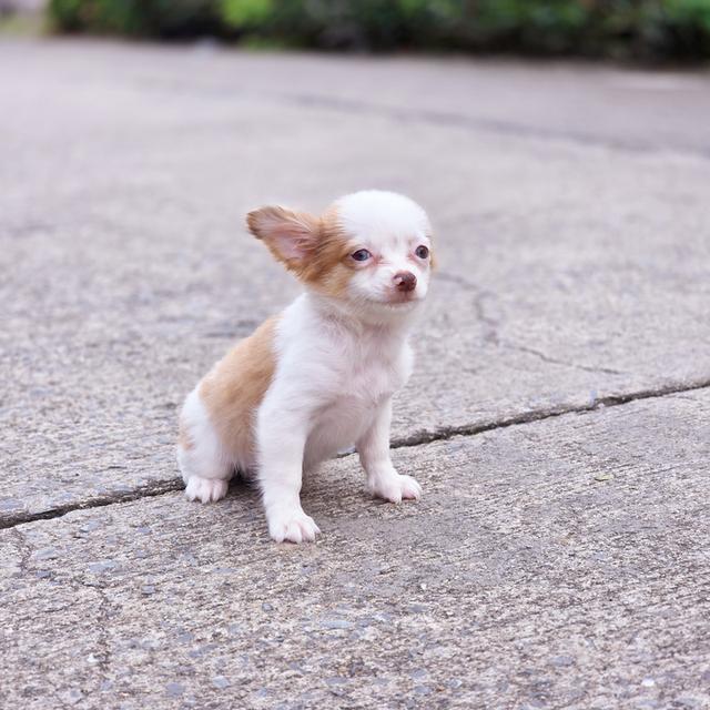 น้องถุงทองชิวาวาขนยาวเพศเมีย