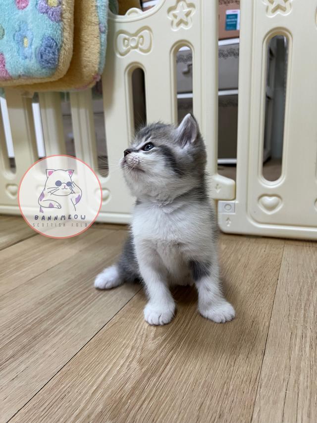 ดช สก็อตติช 9