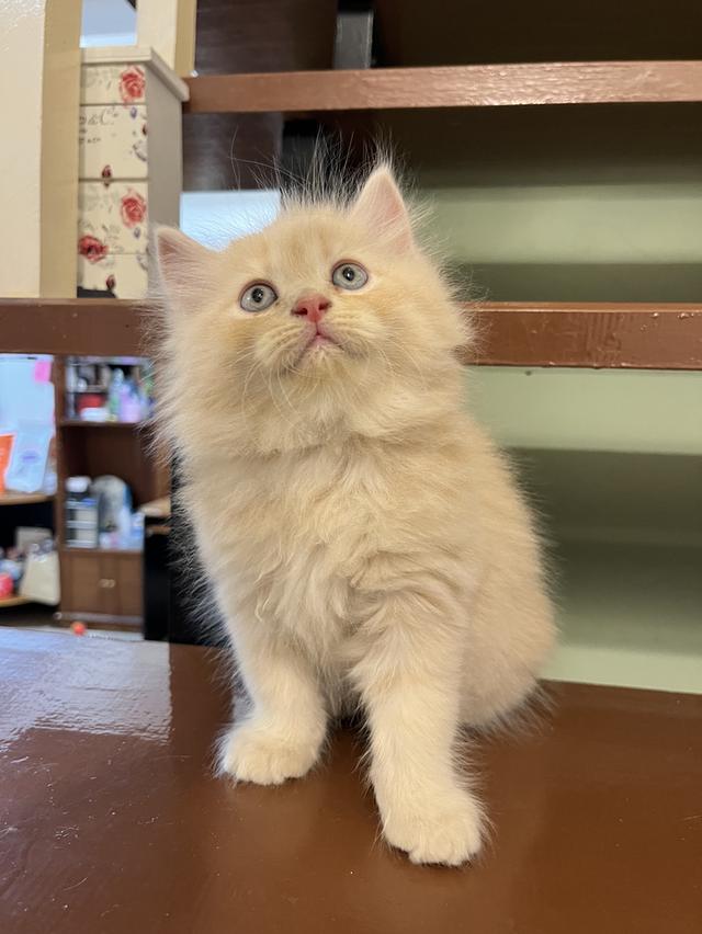 น้องแมวเปอเซีย สีส้มสีครีม 🔥🔥🙏 รูปที่ 4
