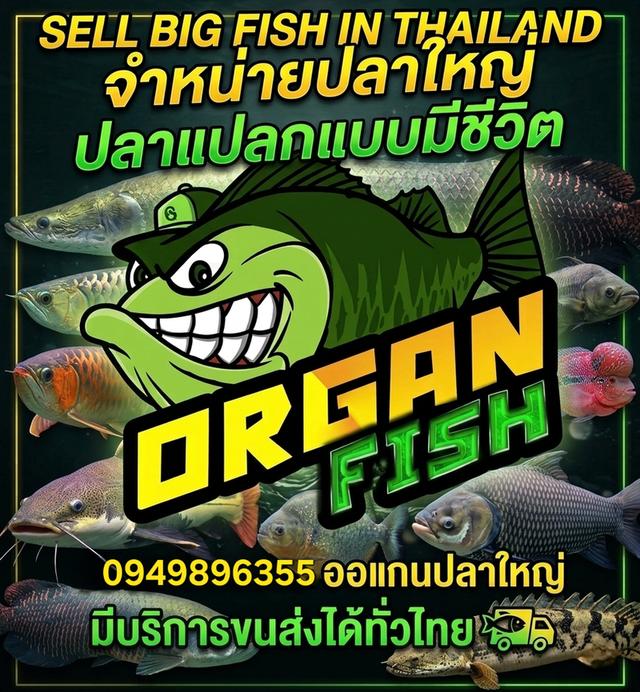จำหน่ายปลาใหญ่ ปลาแปลกแบบมีชีวิต
