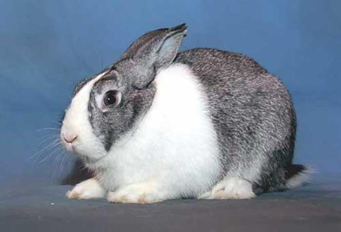 กระต่ายพันธุ์ดัตช์ 2