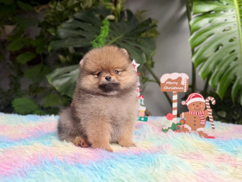 ปอมแท้ เพศเมียสีส้ม พิกัดรามอินทรา 9