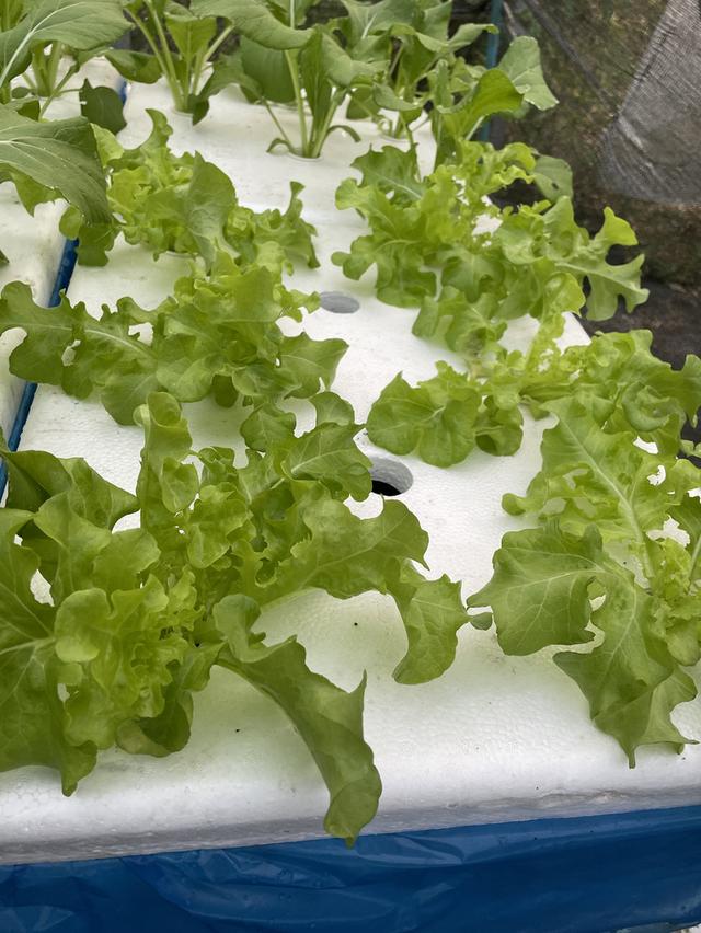 ผักสลัดไฮโดรโปรนิกส์