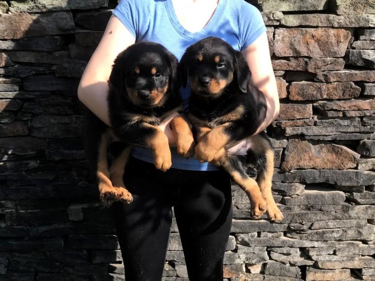 Rottweiler Puppies Available for sale