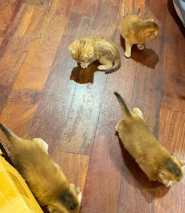 สก๊อตทิช โฟลด์ (Scottish fold)
