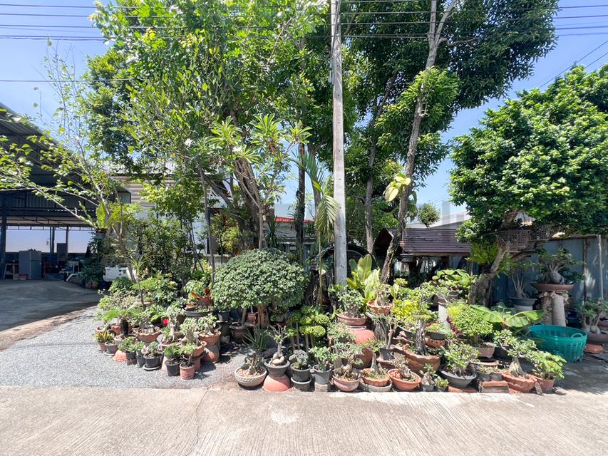โกดังสินค้า โรงงานแปรรูปไม้ ซอยลำโพ 49 บางบัวทอง นนทบุรี รูปที่ 15