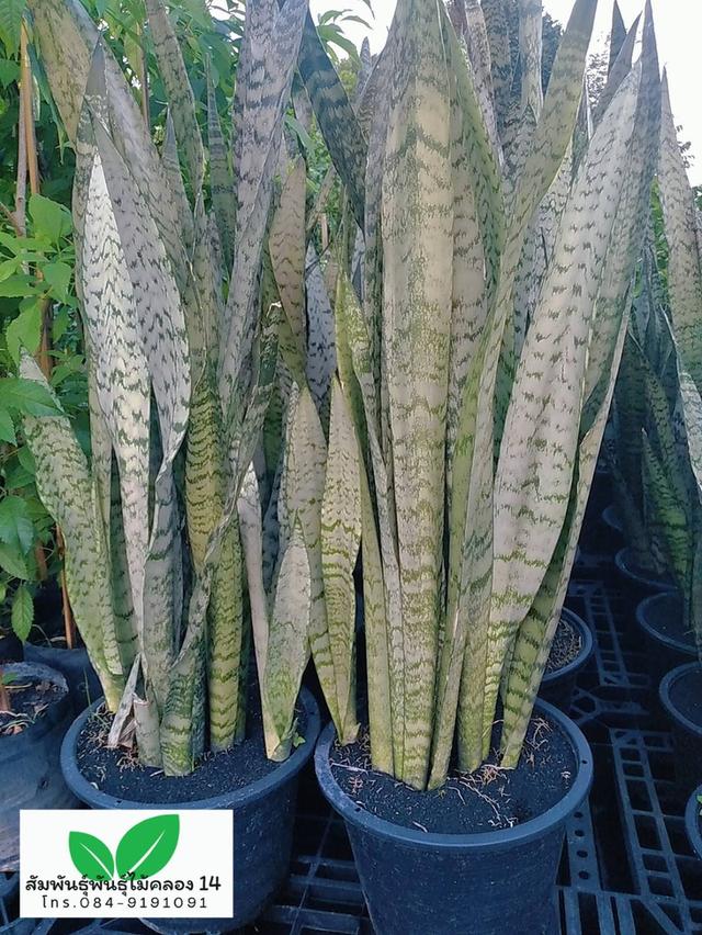 ลิ้นมังกร ลิ้นมังกรเขียว รูปที่ 3