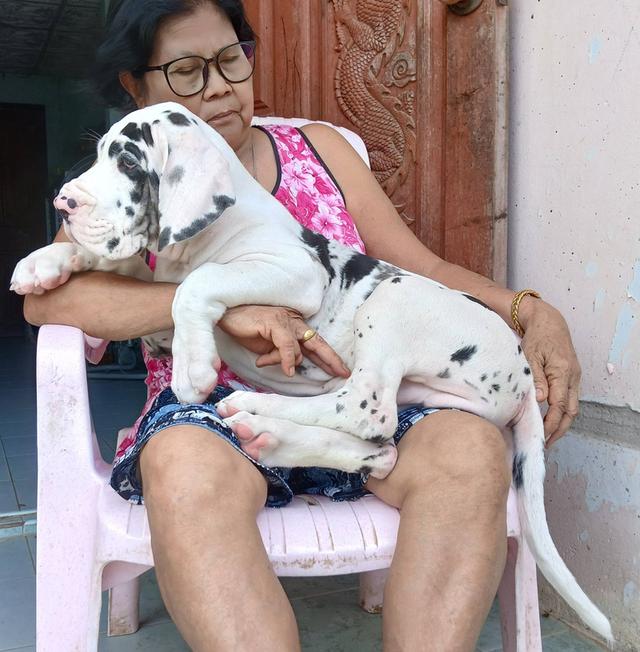 ลูกเกรทเดนคุณภาพ Great dane for sale รูปที่ 18