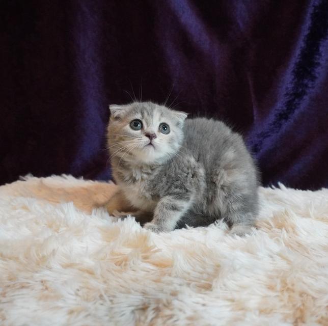 แมว Scottish Fold 3