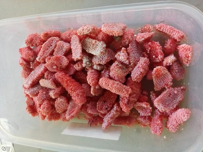 แม่พันธุ์ไข่หอยเชอรี่สีทอง 8