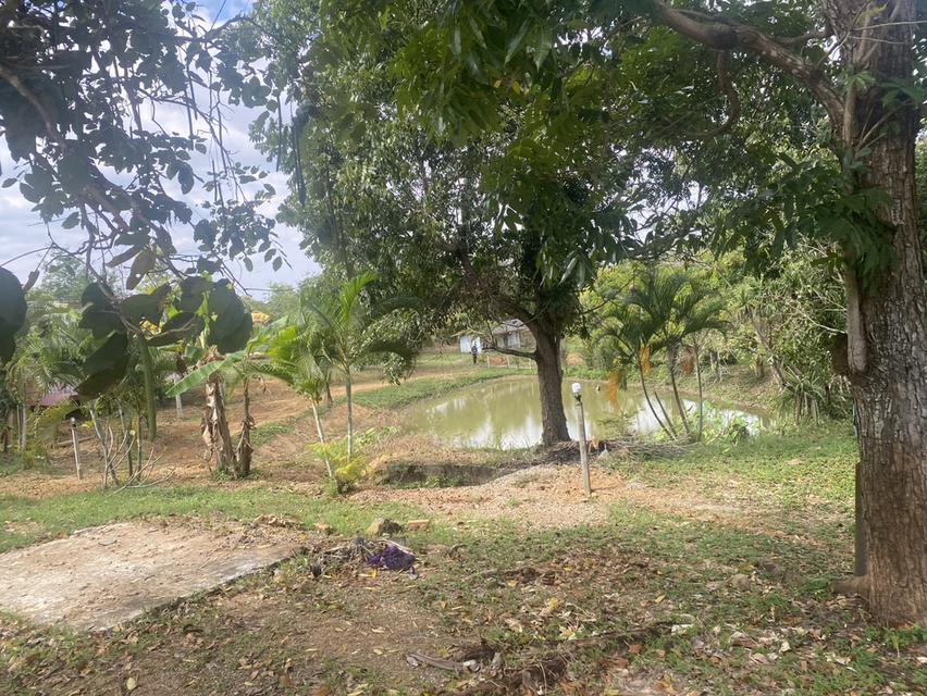 ไร่ชมจันทร์ วังน้ำเขียว 14ไร่ 9