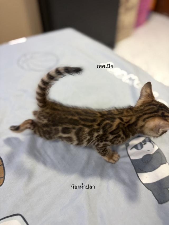 ลูกแมวเบงกอลแท้ อายุ 2 เดือน รูปที่ 13