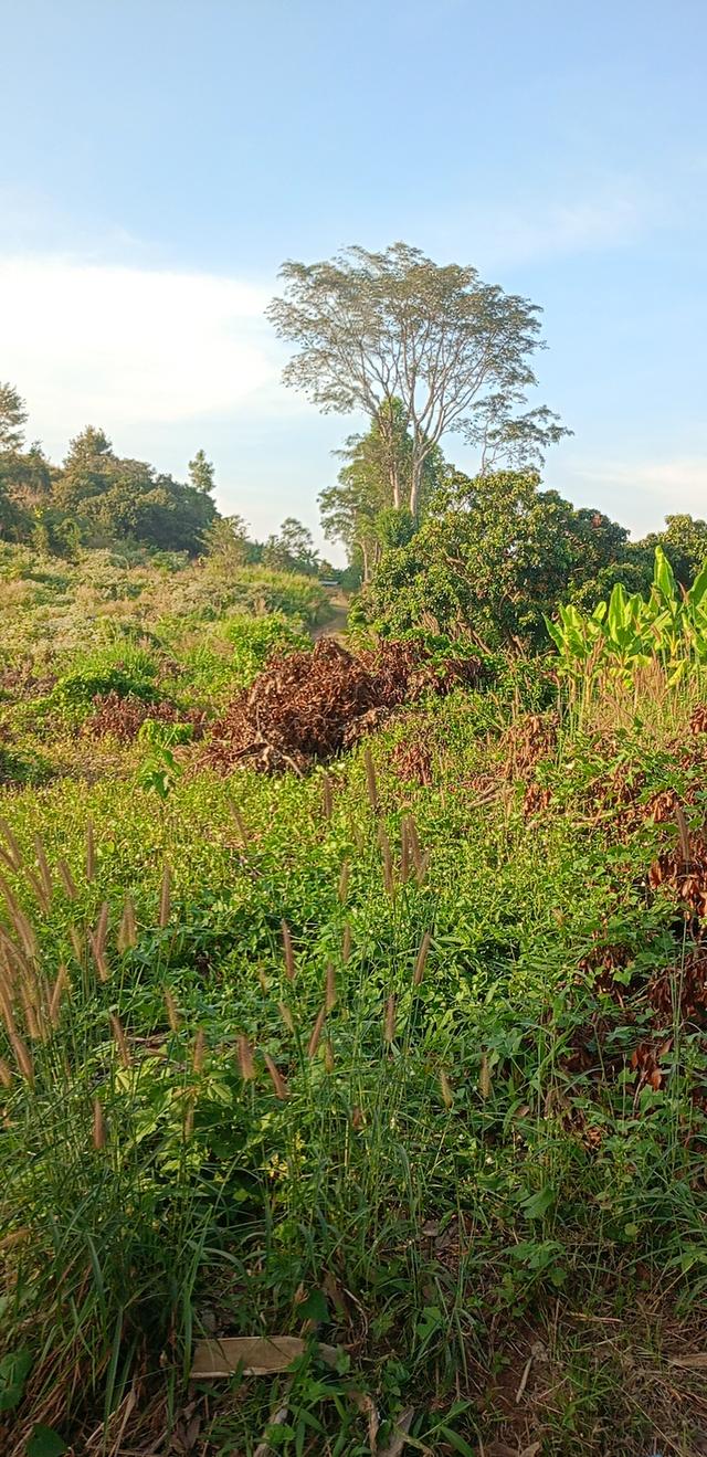 สวนลำใย 31ไร่3งาน ที่ดินวิวสวยที่บนเขา ท้ายสวนมีฝายน้ำ 9