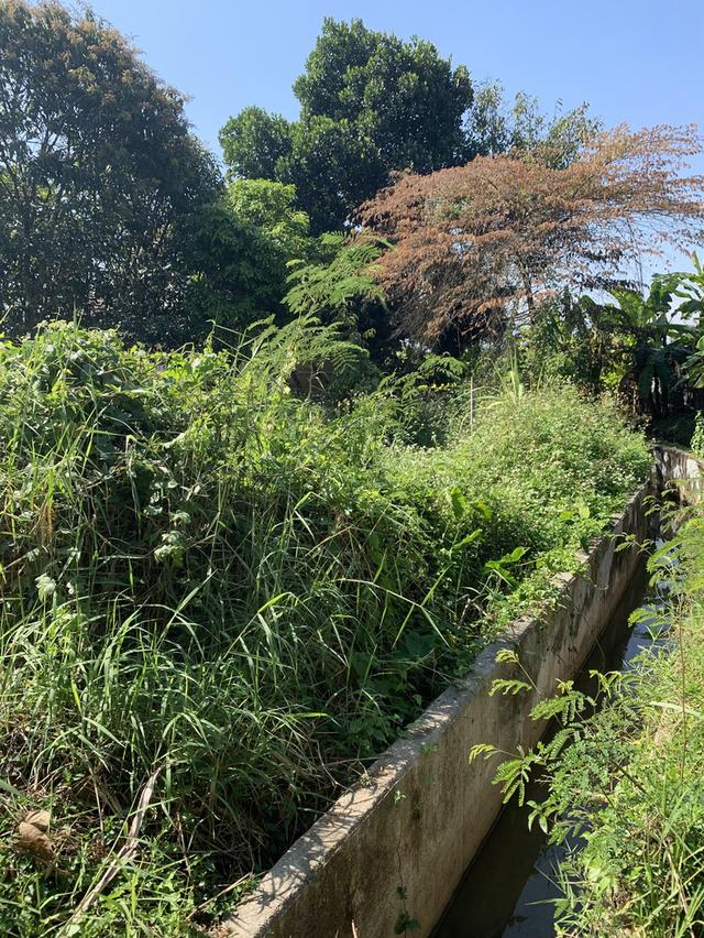 ขายที่ดินสันทราย ต.ป่าไผ่ ใกล้ตลาดป่าเหมือด ม.แม่โจ้ 4