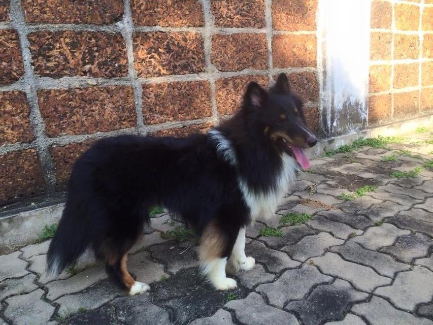 ขายด่วน Shetland Sheepdog 3