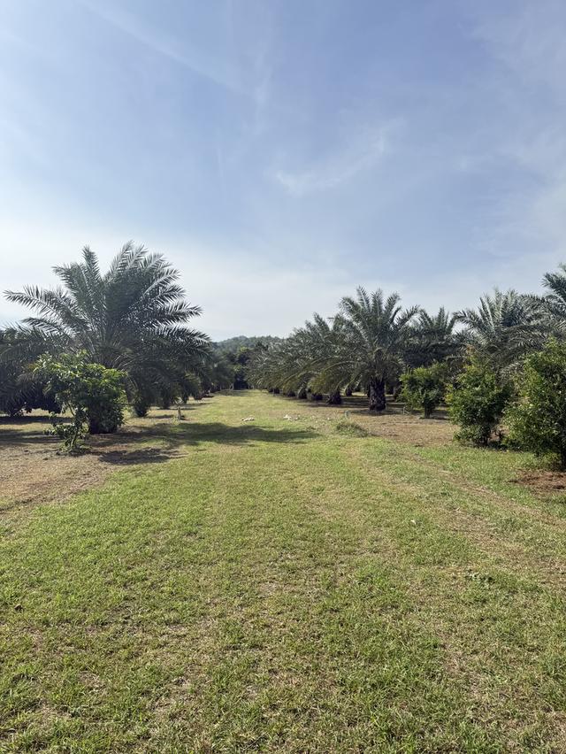 ที่ดิน 9ไร่ 1งาน 38ตารางวา สวนผลไม้ พร้อมบ้าน และสิ่งปลูกสร้าง 4