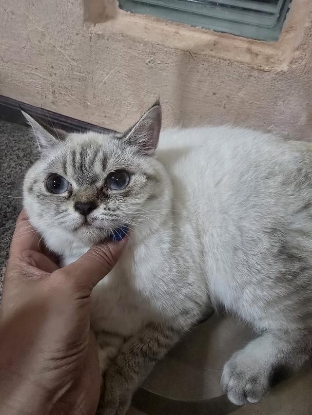 Siamese British Cat "แมววิเชียรมาศบริติชช็อตแฮร์"