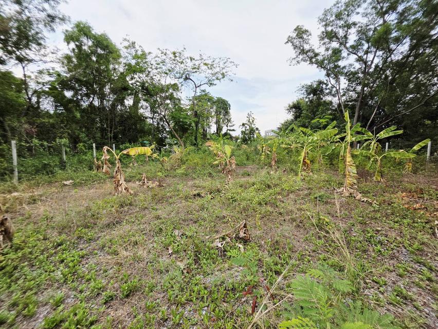 ขายที่ดิน 155 ตรว. ธัญบุรี รังสิต-คลอง3 ปทุมธานี ติดเลค 7