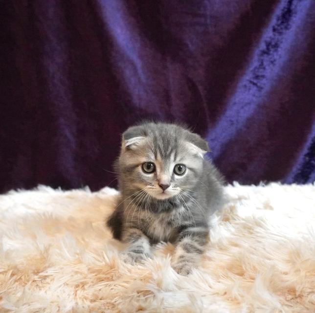 แมว Scottish Fold 2