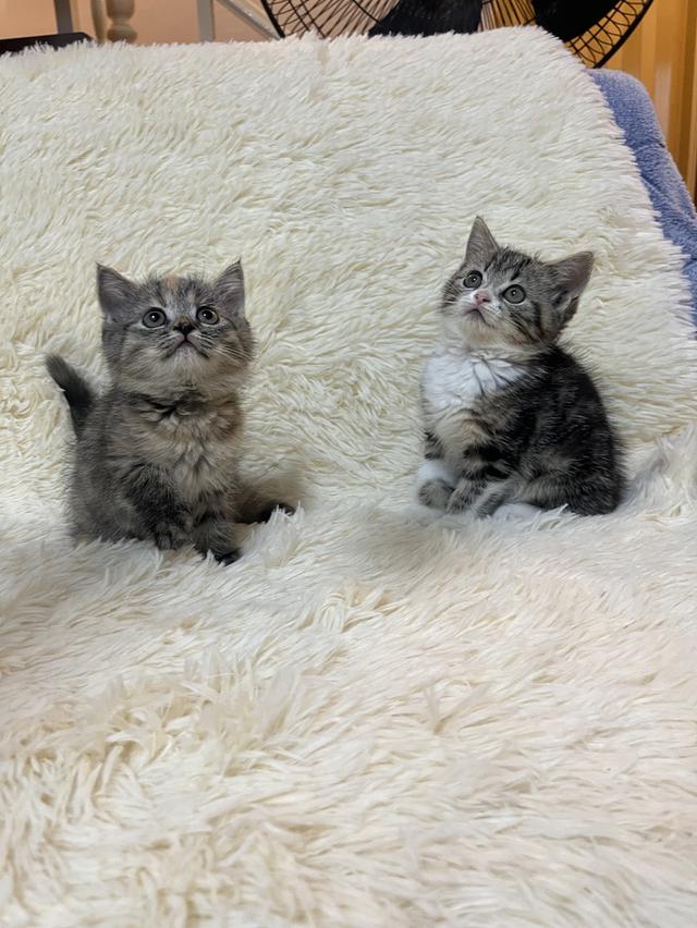 แมวสก๊อตติช   🥰😁😁❌❌❌❌ 18