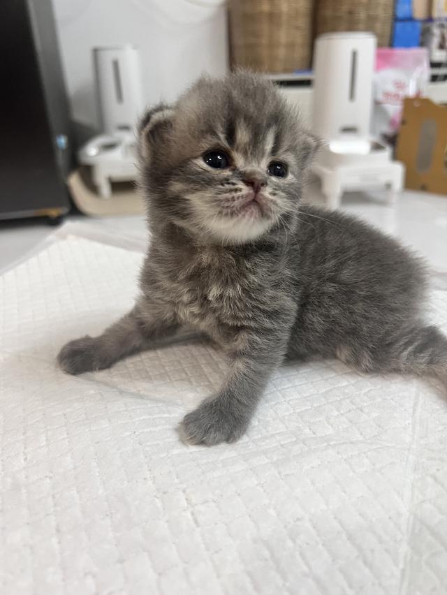 Scottish Fold  สก็อตติชโฟลด์ แท้ ระบบปิดเลี้ยงด้วยรัก รวมวัคซีน ถ่ายพยาธิ หยอดยากันปรสิตและไรหู สมุดวัคซีน