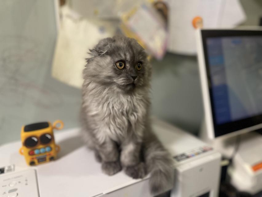 น้องแมวหน้าดำ(ชาย2เดือน)พร้อมย้านบ้าน 8