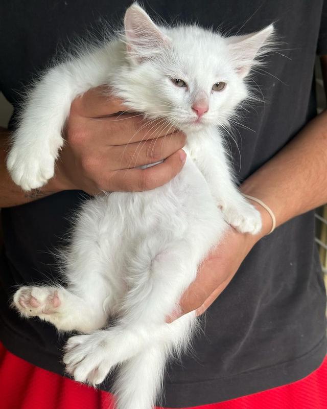 Healthy Turkish Angora Kittens  WhatsApp me : +66 63 826 3042 รูปที่ 2
