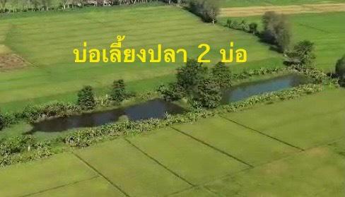 ขายที่ดินเกษตรกรรม 13 ไร่เศษ อ.เวียงชัย จ.เชียงราย 3