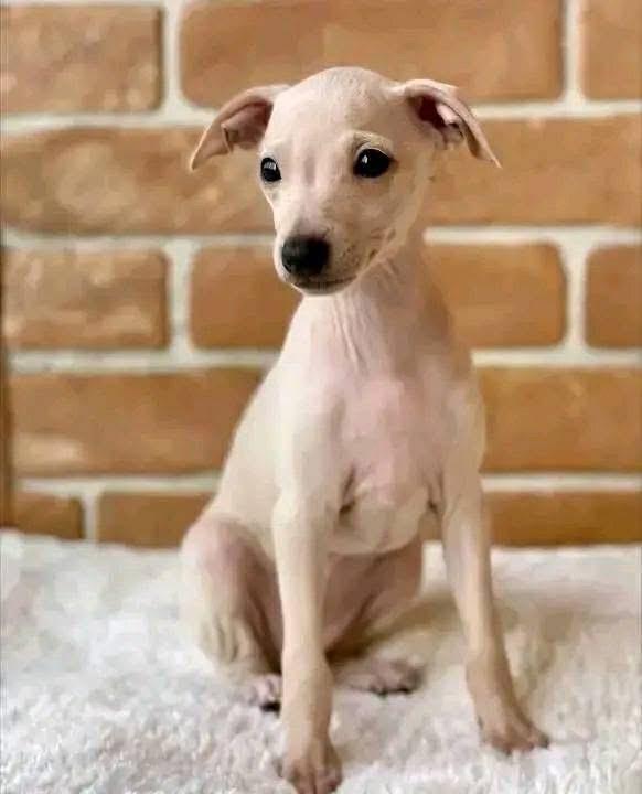 ลูกสุนัข Italian Greyhound พร้อมส่ง 2