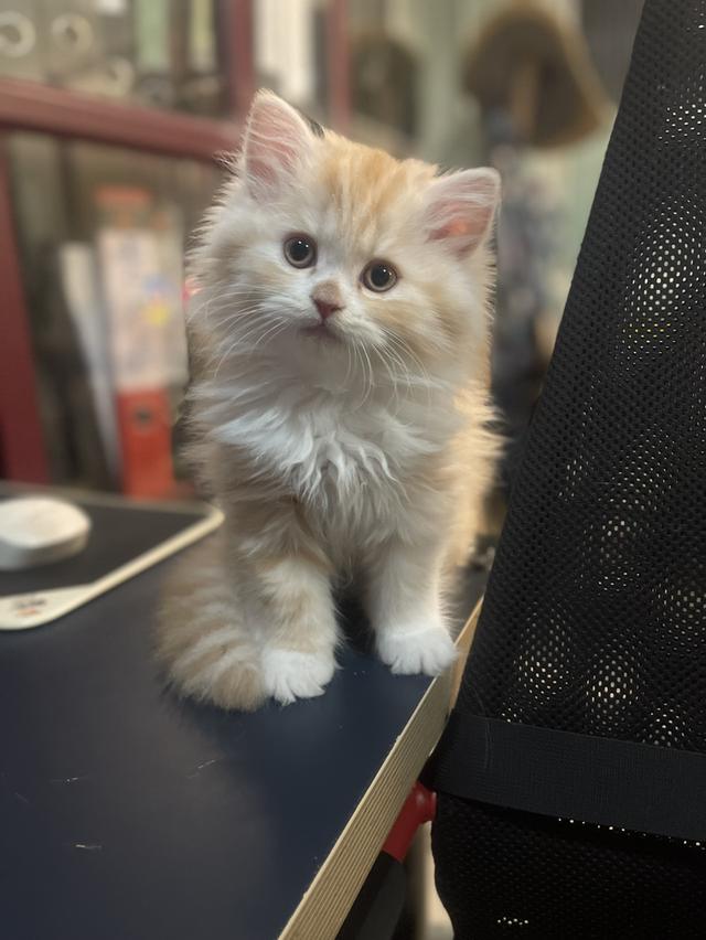 แมวส้มนำโชค-(ชาย)เกิด13/10/68พร้อมย้ายบ้าน