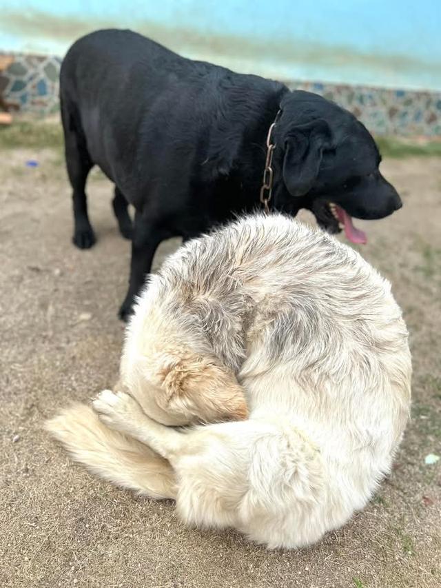 ขาย White Golden Retriever ซนมาก 2