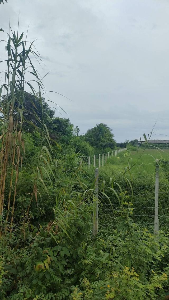 ที่ดินของผมอยากขายด่วนราชบุรี